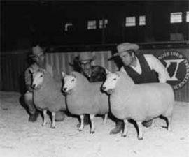 Sheep