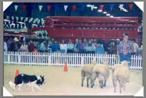 Kuykendall Coulter Border Collies