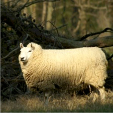 Ewe