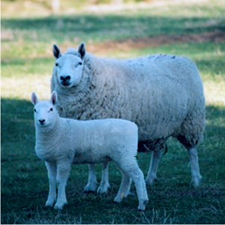 Ewe with lamb