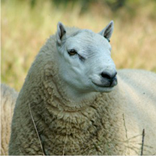 Ram